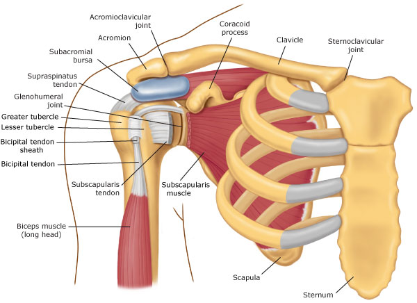 Shoulder Anatomy